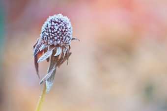És akkor megérkezett a fagy május közepére