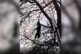 Medvetetemet hoztak le egy fáról Gyepesben