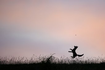 A kézdivásárhelyi fotós, aki az év természetfotóját készítette