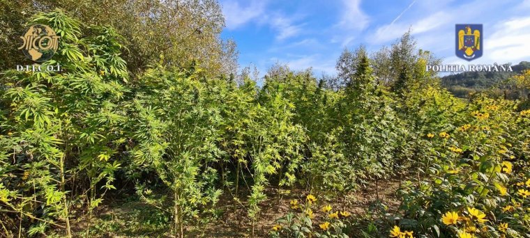 Éppen „aratták” a kannabiszt, amikor lecsaptak rájuk a hatóságiak