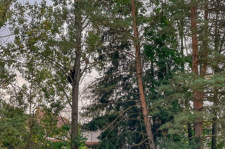 Mindenki biztonságban volt, amikor kilőtték a csíkszeredai iskolaudvarra behatoló medvét