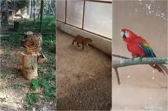 Kilenc új állattal gazdagodik a Marosvásárhelyi Állatkert