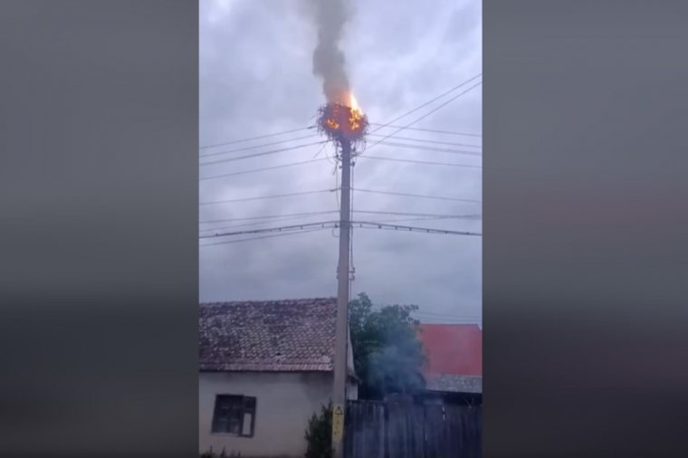 Lángra kapott egy gólyafészek, elpusztultak a benne levő fiókák
