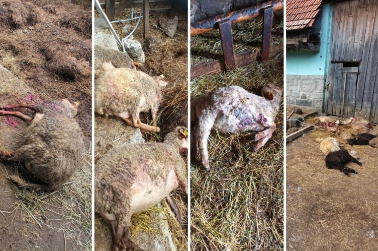 Bement a medve a juhok közé, és amíg az egyiket ette, a többit is agyonütötte