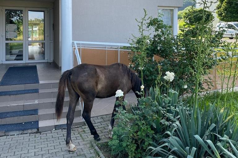 •  Fotó: Olvasói felvétel