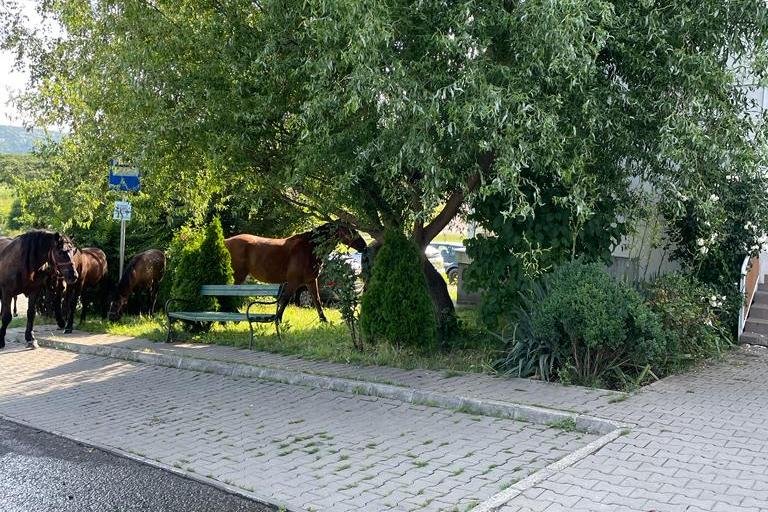 •  Fotó: Olvasói felvétel