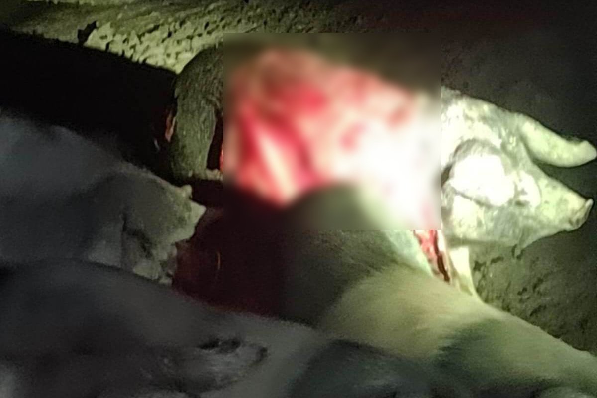 Gyakorlatilag megnyúzta a mangalicát a medve •  Fotó: Olvasói felvétel