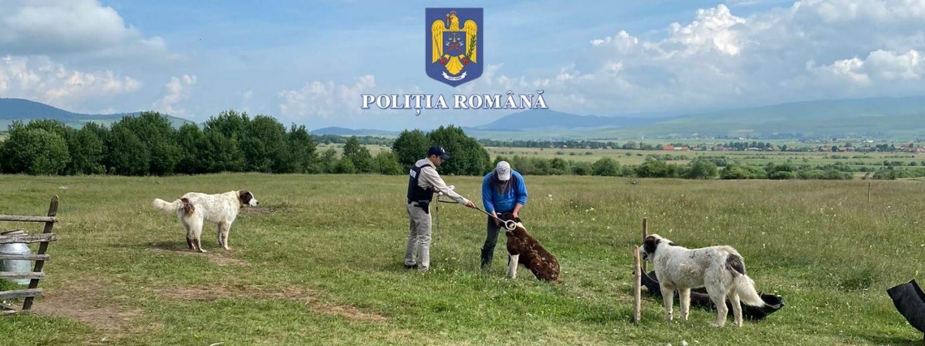 •  Fotó: Hargita Megyei Rendőr-főkapitányság