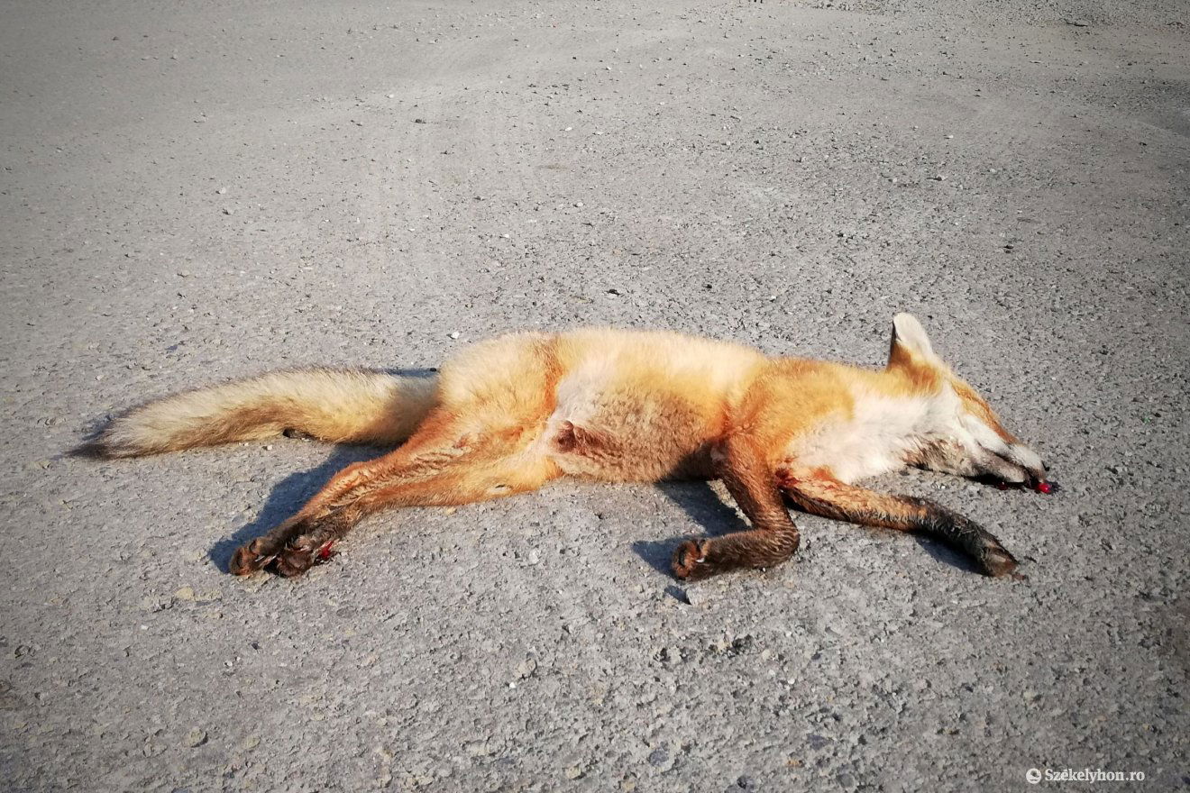 Ez a kilőtt róka a baromfiudvarok réme volt Székelyudvarhelyen •  Fotó: Baricz-Tamás Imola