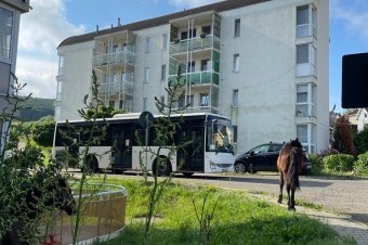 Lovak legelnek a buszmegállóban, csatangolnak a lakónegyedben