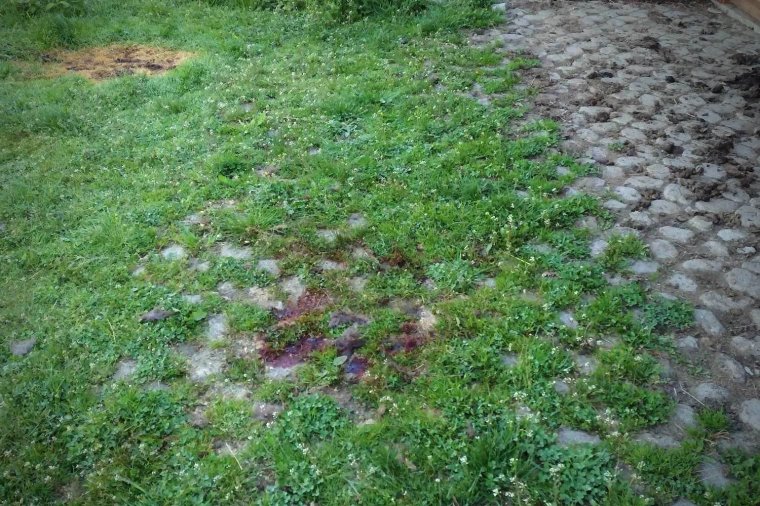 Véres nyomok az udvaron a medvetámadás után