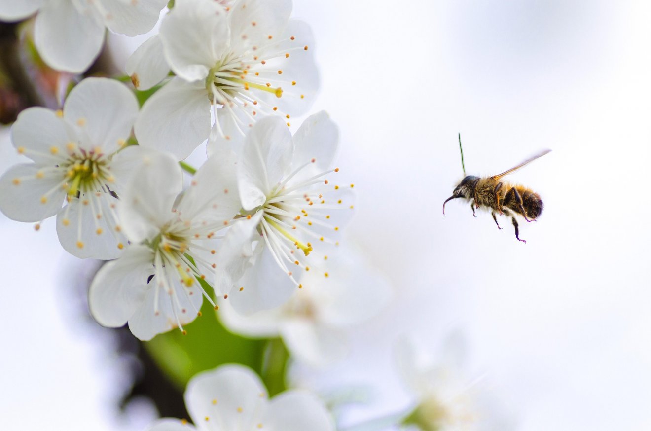 •  Fotó: Pixabay