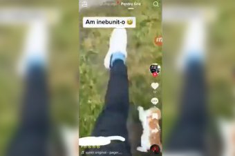 Lábbal rugdosta a macskát, nyomoz utána a rendőrség