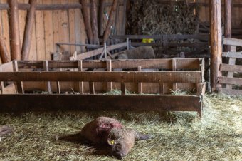Negyvenkét jószágot pusztított el a medve Nagykadácsban