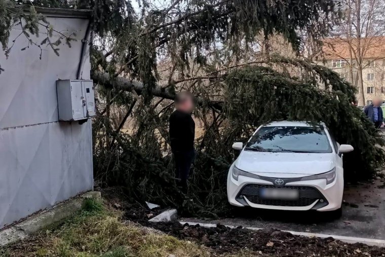 Fát döntött ki az erős szél a csíkszeredai szemészet udvarán