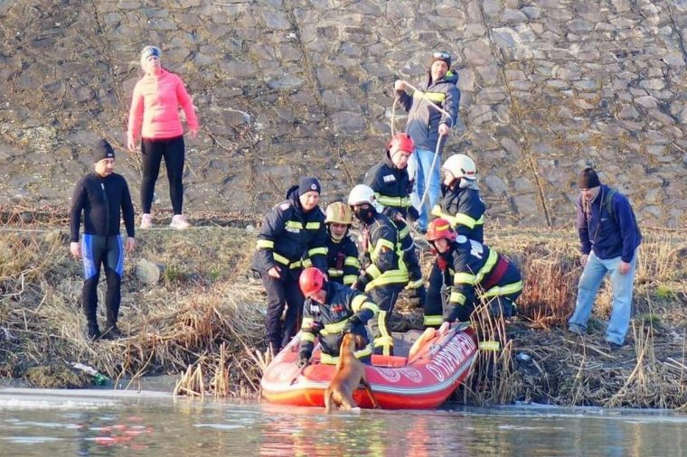 Kutyát mentettek ki a Marosból