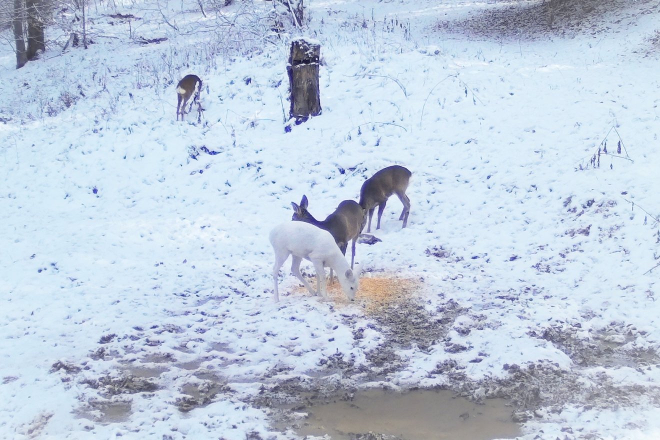 •  Fotó: Obancea Cătălin vadőr • Forrás: Bucsecs Nemzeti Park/Facebook
