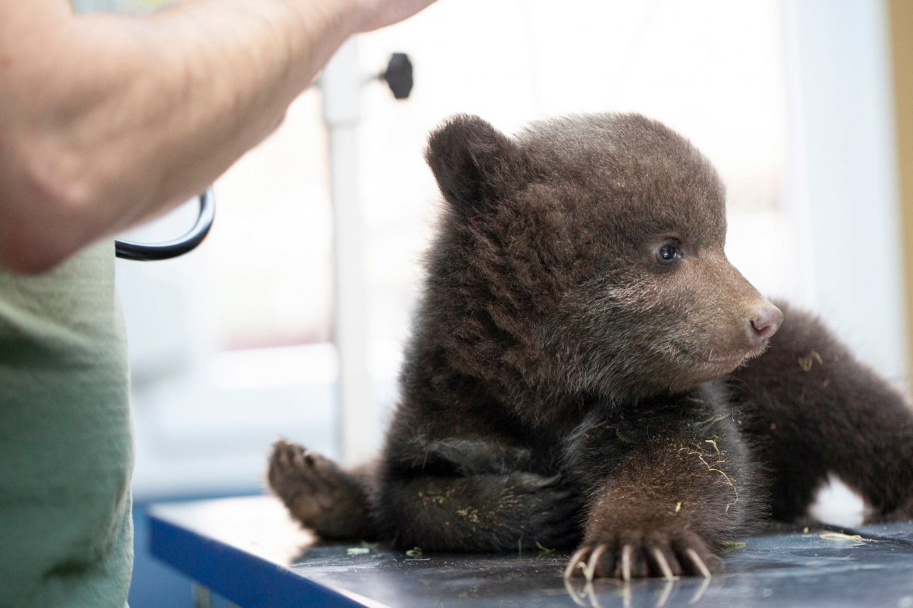 Állategészségügyi vizsgálaton •  Fotó: Facebook/Bear Again Rehabilitation Center for Orphan Bears
