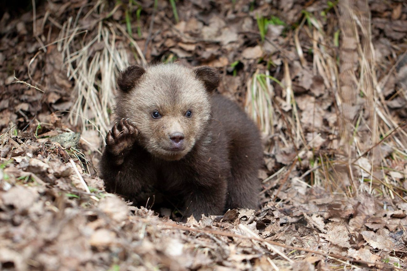 Üdv az új otthonban! •  Fotó: Facebook/Bear Again Rehabilitation Center for Orphan Bears