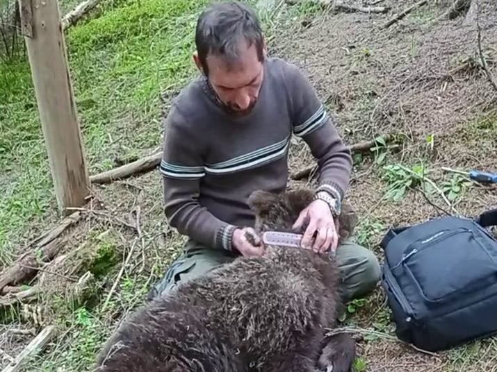 GPS-jeladóval ellátott nyakörvet tesznek némelyik egyedre, amely egy-két év után magától leesik •  Fotó: Facebook/Bear Again Rehabilitation Center for Orphan Bears