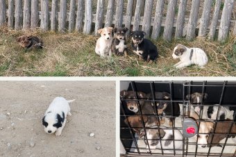 Nyolc kiskutyát dobtak ki az erdő szélén