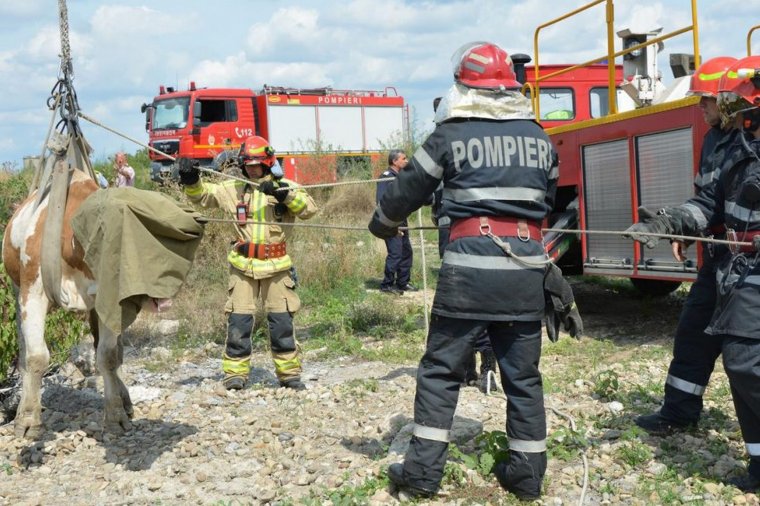 Hódot, kutyát, macskát, lovat, medvebocsot, tehenet mentettek a tűzoltók