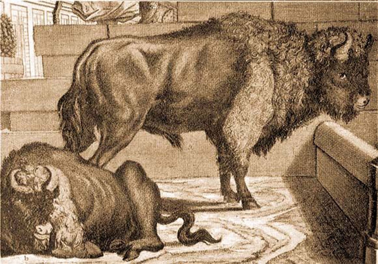 Kleiner Salamon 1732-ben készült rajza erdélyi bölényekről 