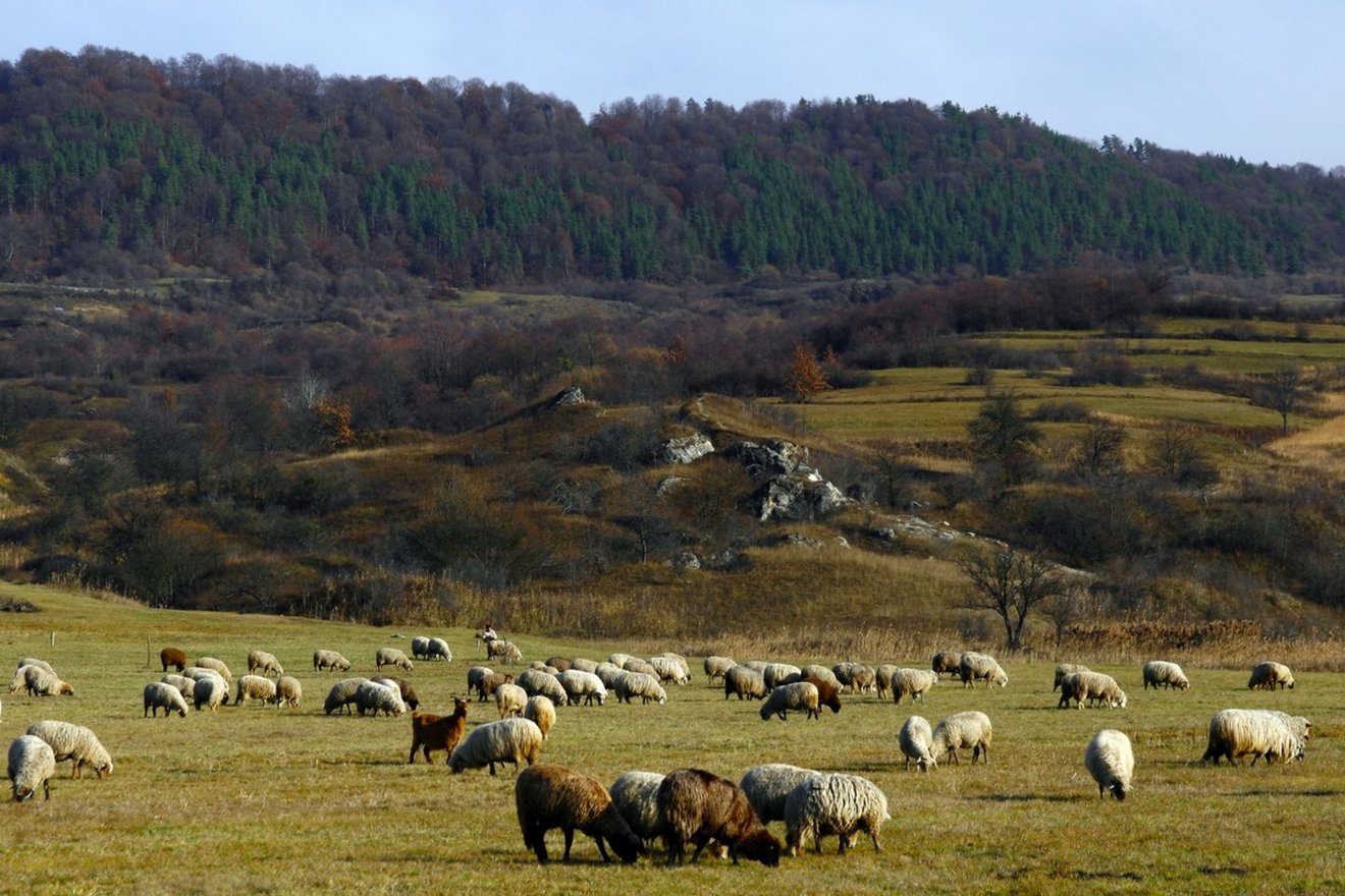 Legelő juhok a Korond melletti Csigadomb alatt •  Fotó: Balázs Ödön/Székely Kalendárium