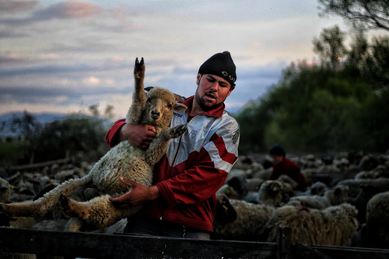 Illyefalvi pásztor •  Fotó: Ungurán Károly/Székely Kalendárium