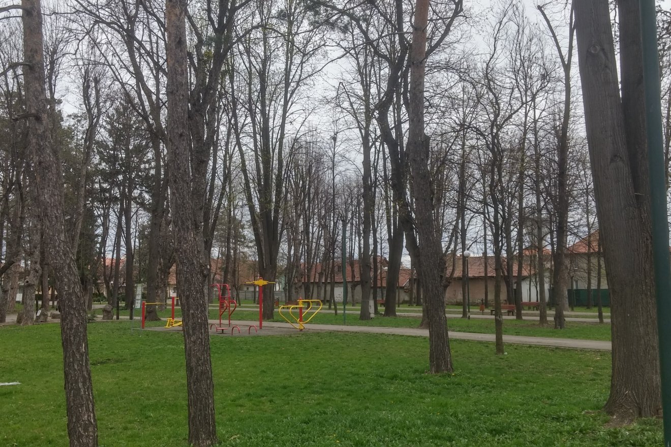 A fák a Molnár Józsiás park védjegyei •  Fotó: Daczó-Hodor Barna