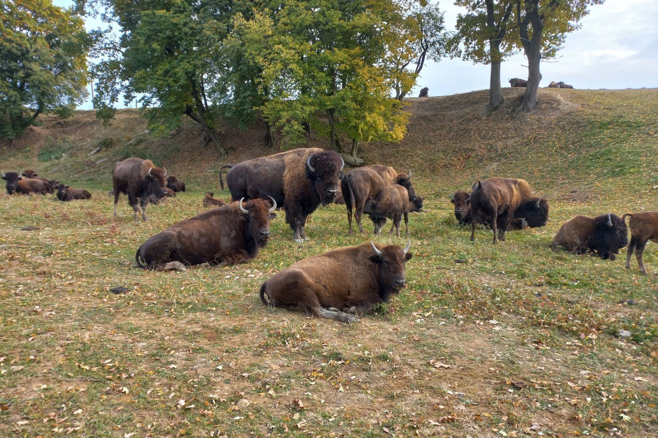 Bölények Páll Attila farmján •  Fotó: Székely Kalendárium/Vajda György
