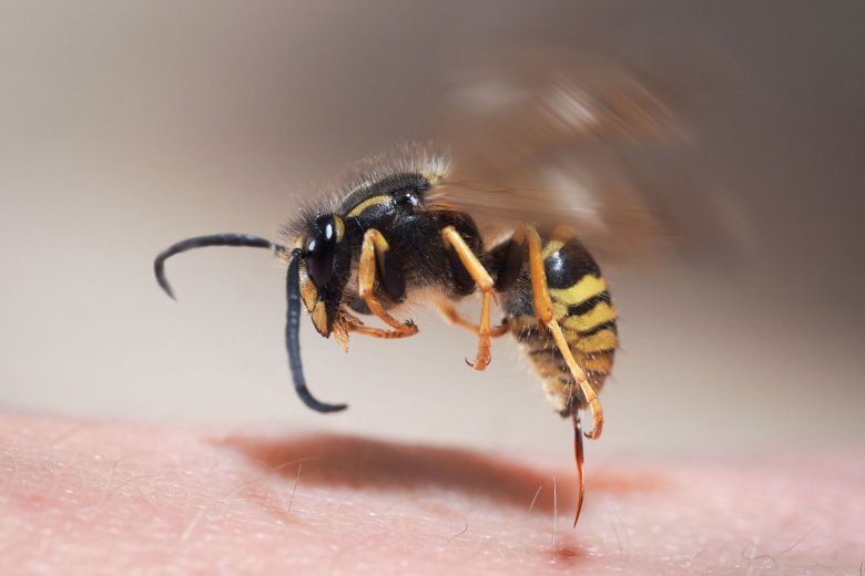 Allergia esetén veszélyes is lehet egy szúrás •  Fotó: 123RF