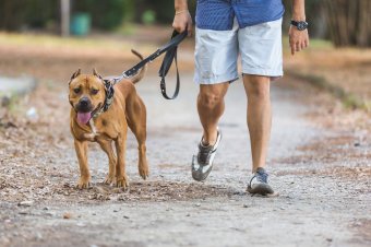 Agresszív kutya támadása miatt börtön is járhat a gazdinak