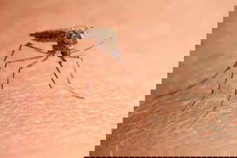 Nyugat-nílusi vírus okozta megbetegedést jelentettek Székelyföldről