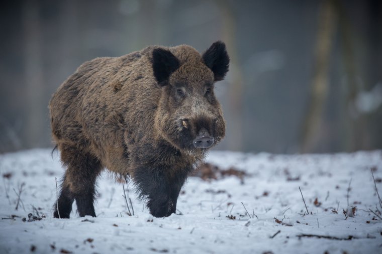 Két emberre is rátámadt egy vaddisznó
