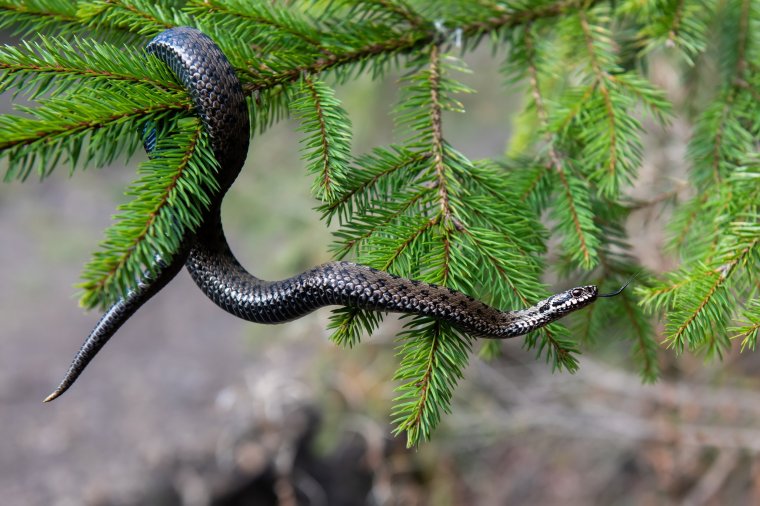 Mit kell tenni, ha megmar a vipera?
