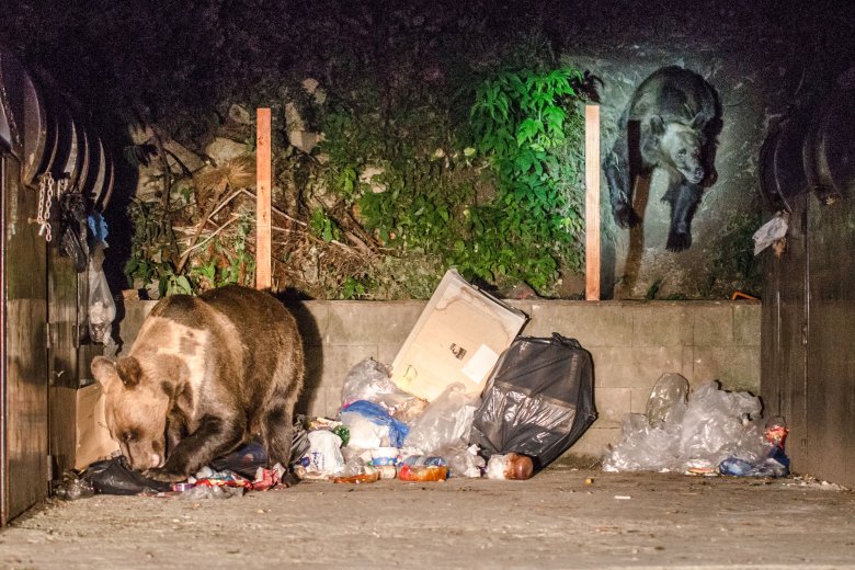 Még egy kukázó medvét kilőttek Brassóban