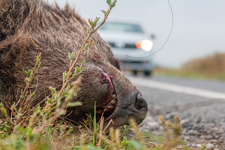 Elütött medvét találtak a Maros megyei Petele közelében