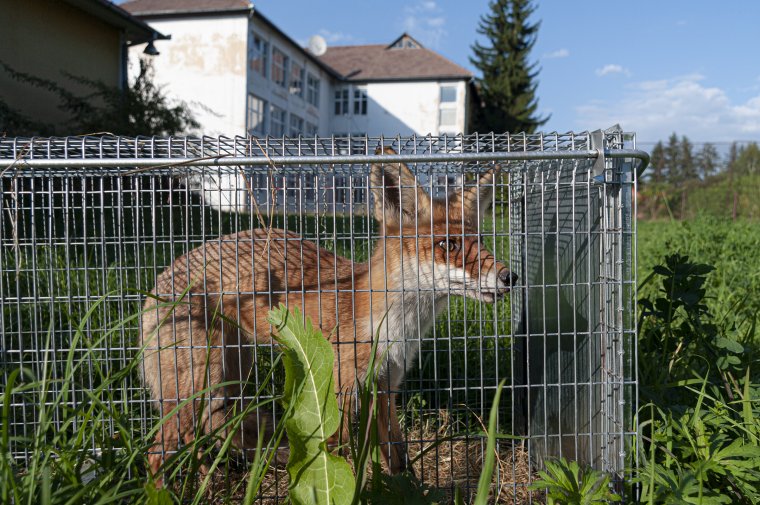 Csapdával várják vissza a tyúkevő rókát Székelyudvarhelyen