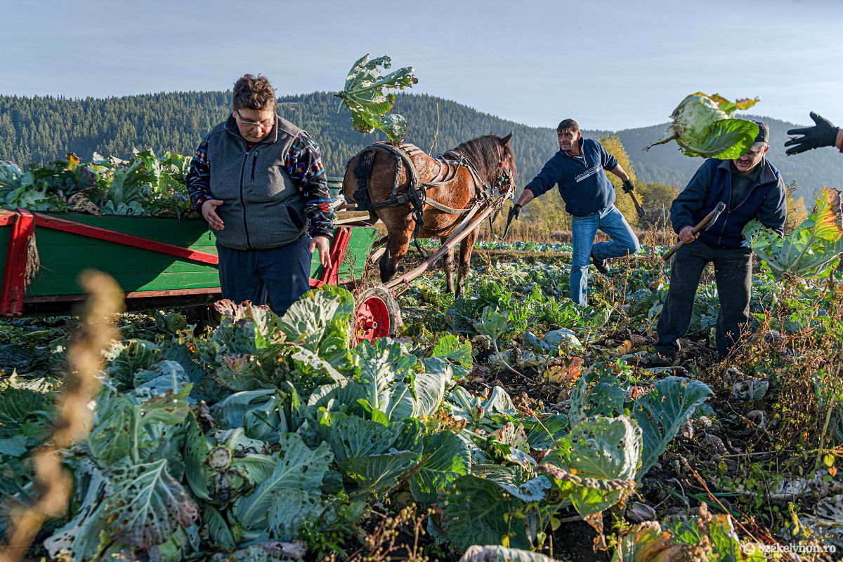 Káposztavágás és -betakarítás a szépvízi Nád-dűlőben •  Fotó: Gábos Albin