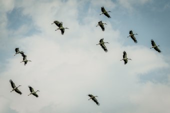 Rajonganak Székelyföldért a fehér gólyák