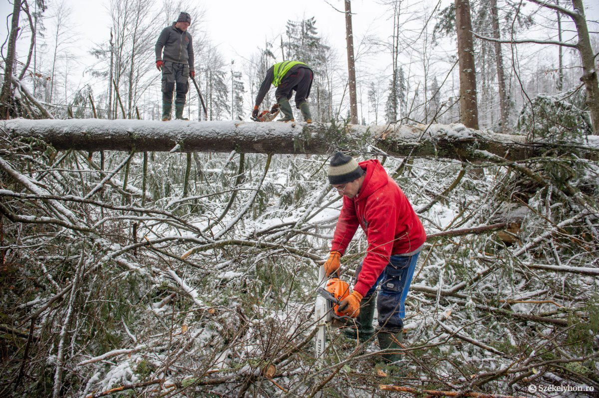 Szélvihar során kidőlt fáktól próbálják megtisztítani az erdőt a favágók Székelyvarság közbirtokossági erdejében február 11-én &bullet;  Fotó: Beliczay László