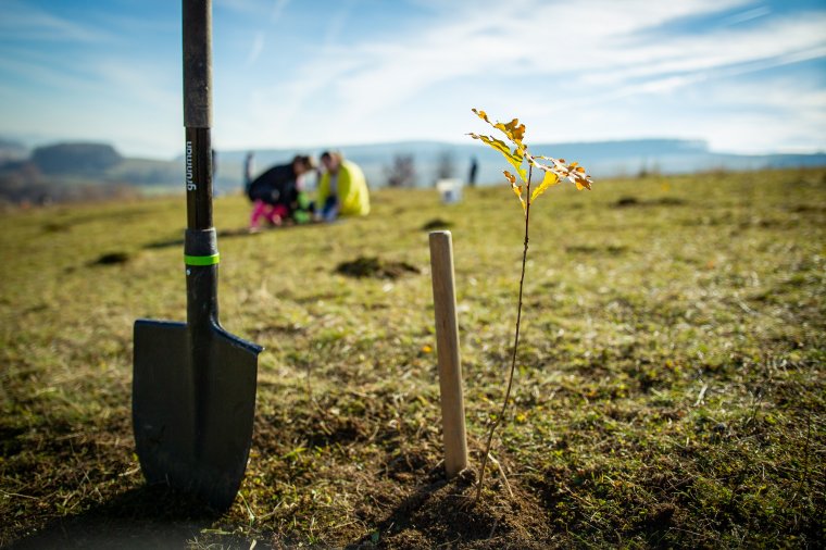Erdősítési kampány: egy hónap alatt 19 millió facsemetét ültetnek