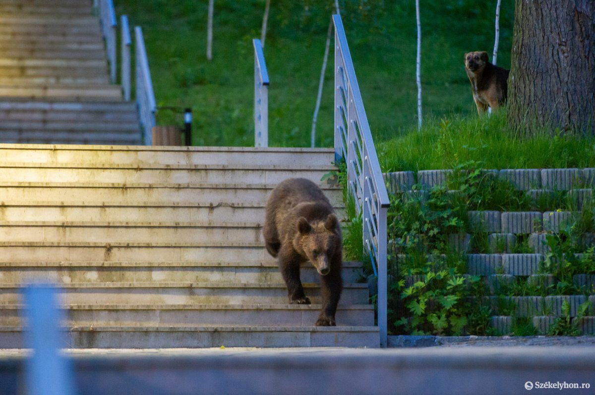 A medvék által okozott személyi sérülések miatt sokan fordultak bírósághoz •  Fotó: Beliczay László