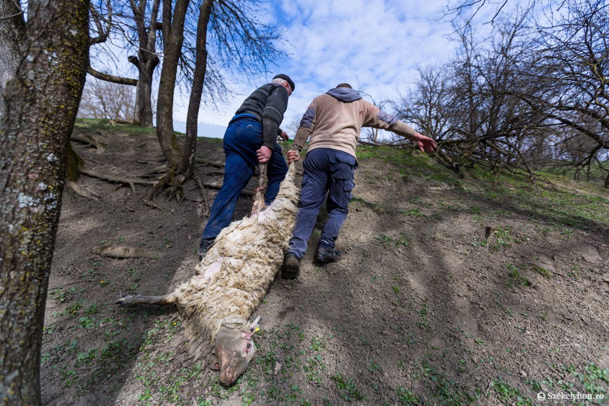 Összesen huszonegy juhot és bárányt sebesített meg, illetve pusztított el egy anyamedve és bocsa április 12-én Kecsetben, a faluközponthoz közeli akolban, több mint hétezer lejes kárt okozva a gazdának •  Fotó: Erdély Bálint Előd