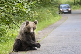 Egy hét alatt tizenhétszer riasztották a csendőrséget medvék miatt