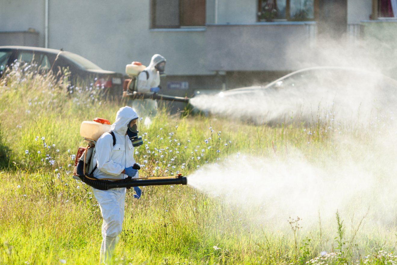 Ismét rovarirtás lesz Marosvásárhelyen