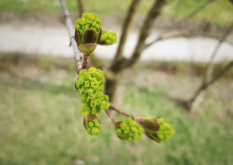 Felmelegedéssel, majd újabb lehűléssel és csapadékkal érkezik az igazi tavasz