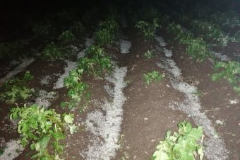 Dél-Erdélyben jégesőre és erős szélre figyelmeztetnek a meteorológusok