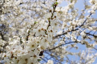 Korai tavasz: két héttel hamarabb virágzanak a gyümölcsfák